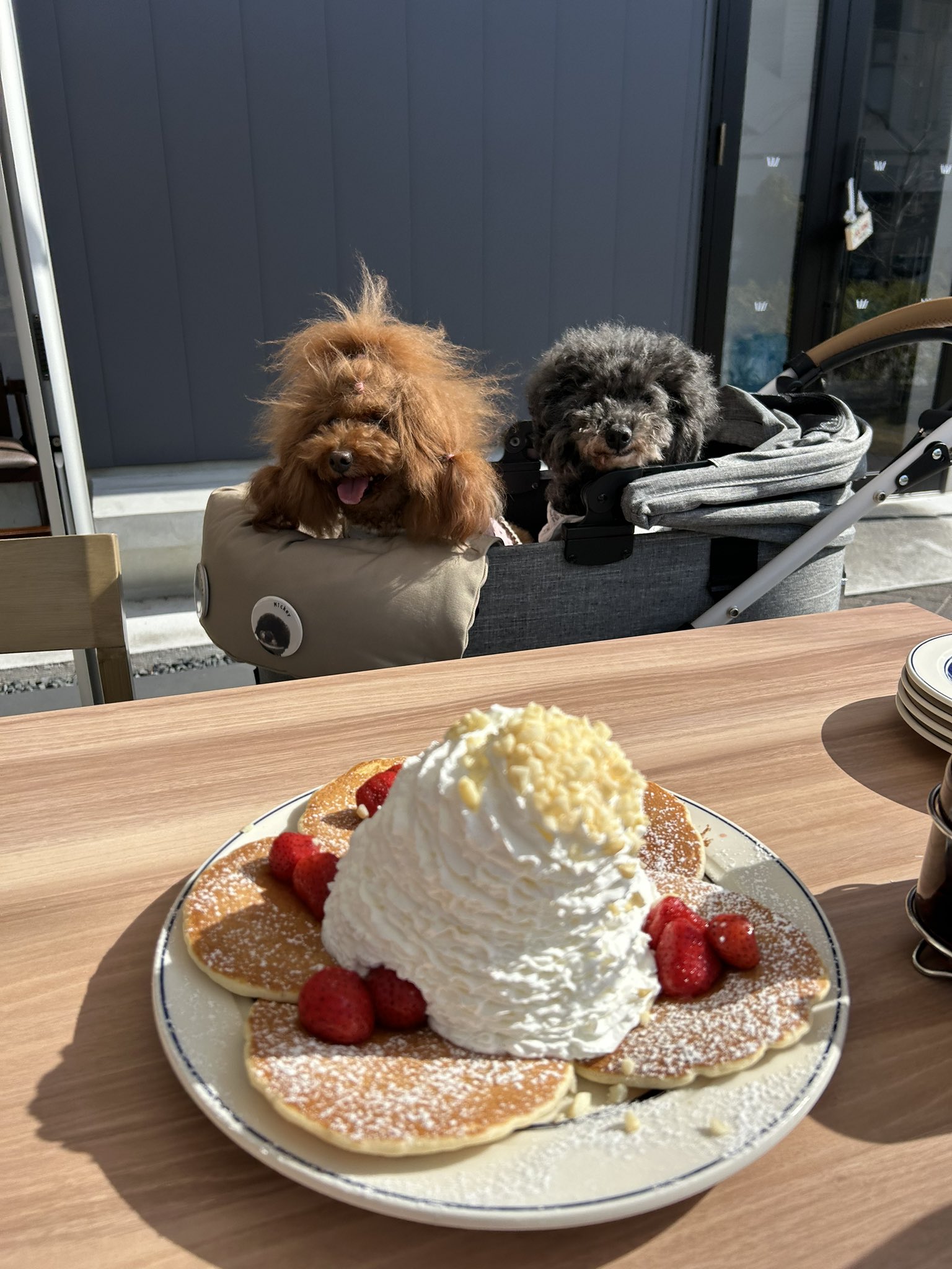 ✳︎アリスミッキー✳︎ ミッキーアリスチャンネル (@mickey250250) • Instagram photos