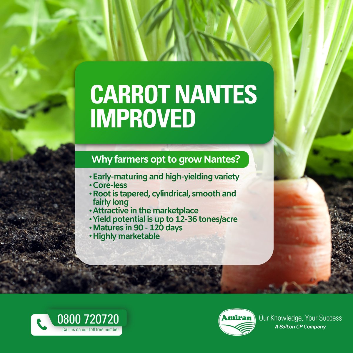 To our carrot famers, CARROT NANTES IMPROVED is available and moving very fast! For more information, please contact us on our toll free number 0800720720. #OurKnowledgeYourSuccess #amiran #farming
