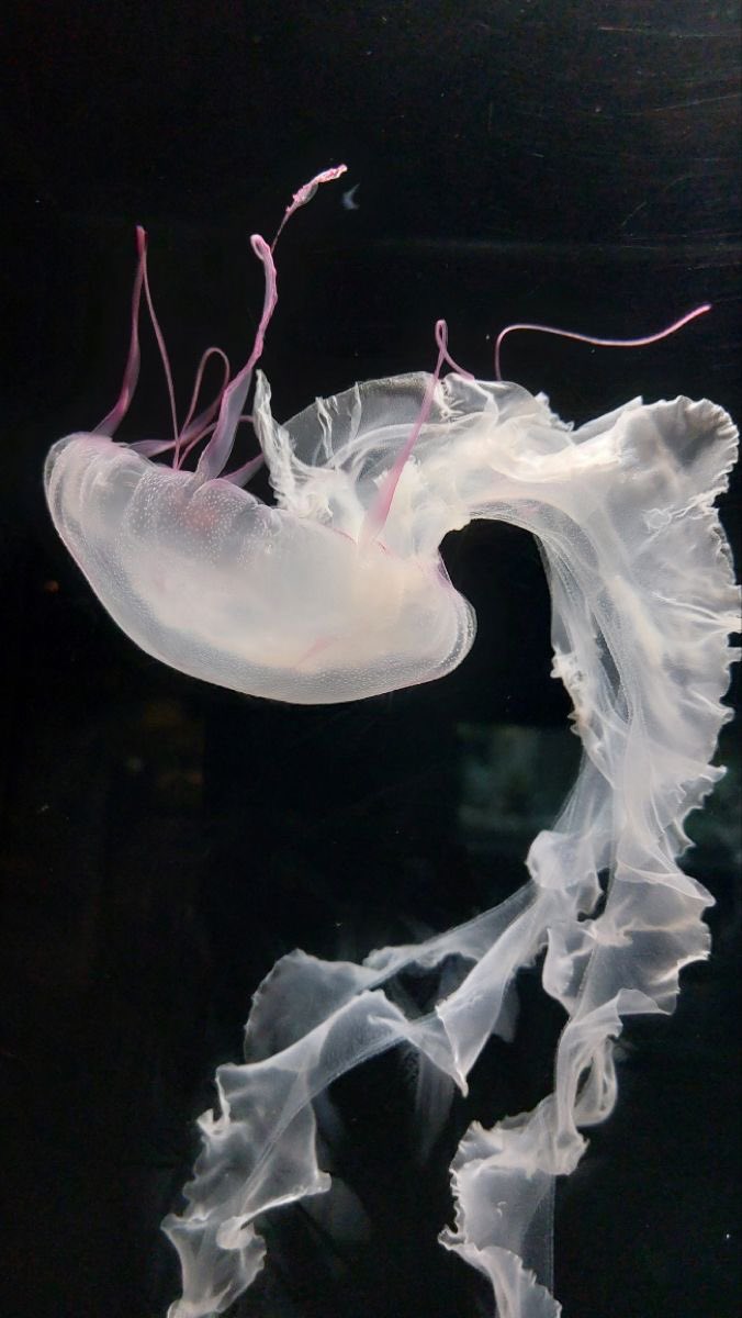 jellyfishisms tweet picture