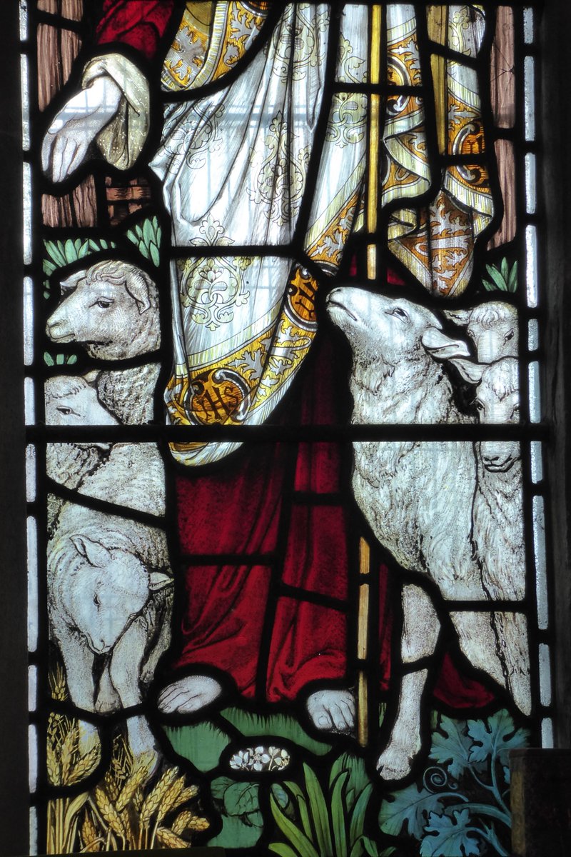 #AnimalsInChurches  I am very fond of sheep in churches & the James Powell & Sons' 1906 window in St Peter's Stockbridge portraying the Good Shepherd exceeded my expectations.  

The flock was handsome & numerous but it seemed that each sheep was also treated as an individual!