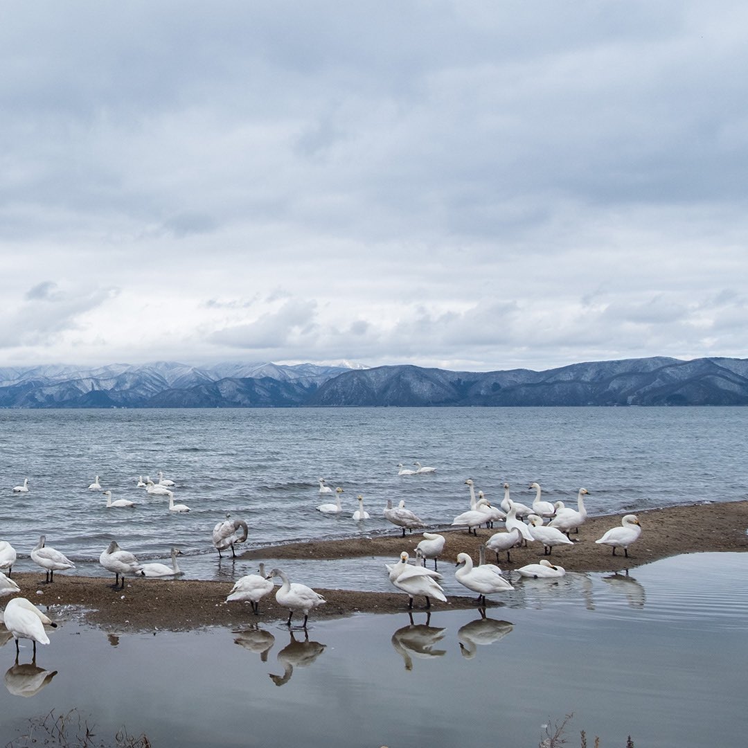 IkuruSuto's tweet photo. 近づくと怒られるっぺよ
#猪苗代湖 #Fukushima #福島 #白鳥 #Swan #inawashiro https://t.co/RaOuP72epg