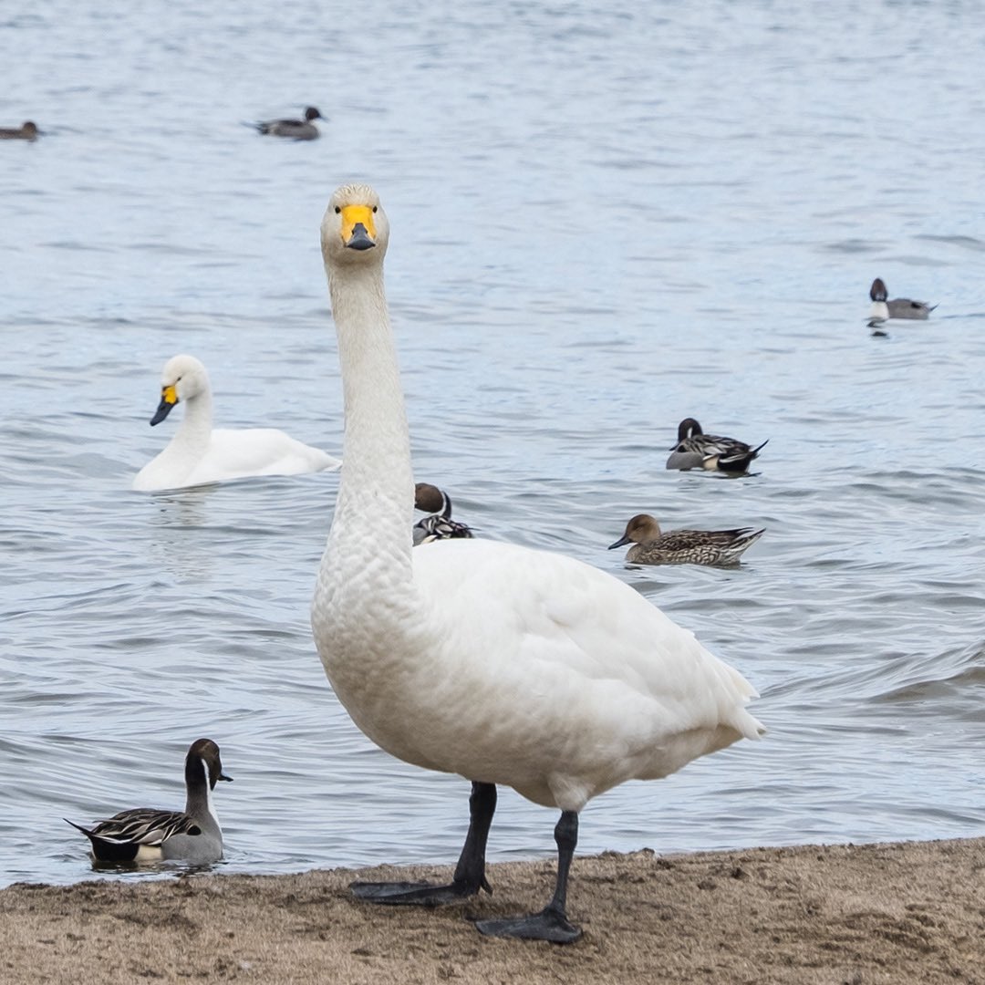 IkuruSuto's tweet photo. 近づくと怒られるっぺよ
#猪苗代湖 #Fukushima #福島 #白鳥 #Swan #inawashiro https://t.co/RaOuP72epg