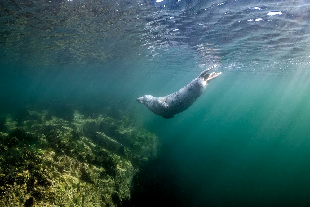 For #InternationalSealDay here’s some of my favourite words and phrases for seals in Irish (os geailge) ☘️ 🦭 🧵 <a href="/_SMRU_/">SMRU (now posting at Bluesky)</a> 

Rón = seal
Bainirseach = female seal
Éan róin = seal pup
Gormánach = pup after it’s moulted it’s lanugo
Oisín = juvenile seal