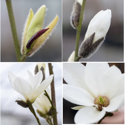 The mesmerising transformation of a Magnolia flower, from the initial promise hidden within a velvety bud, it gradually unfurls, revealing its splendid beauty. #MagnoliaMagic #NaturesWonder #GardenInspiration #BloomCycle