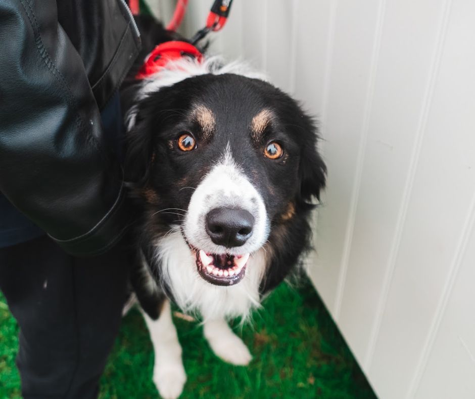 Our canine friends 🐕 🐶 

Your furry-legged companions are more than welcome here! 🐕‍🦺 

Please remember to keep them on a leash, clean up after them, and be considerate of others and their pets. On hot days, be mindful of their comfort and whether it is suitable to bring them