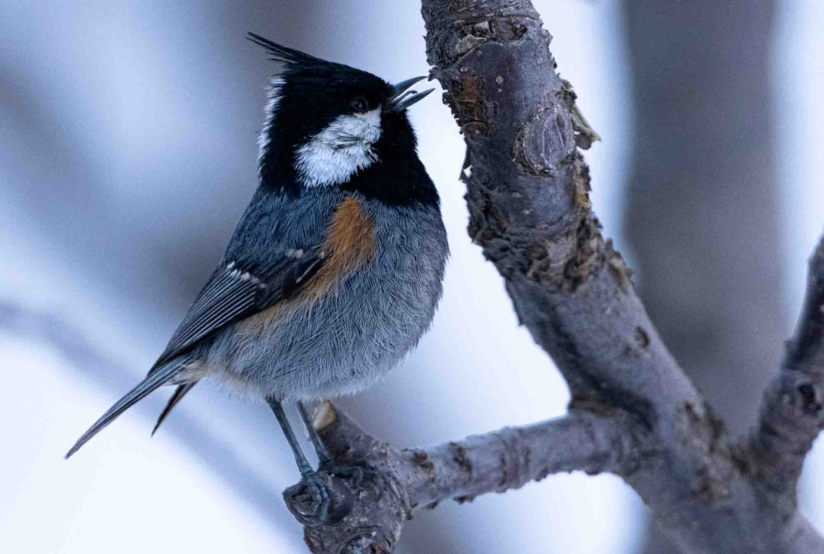 Black-crested Tit. #birds #photography #Himalayas