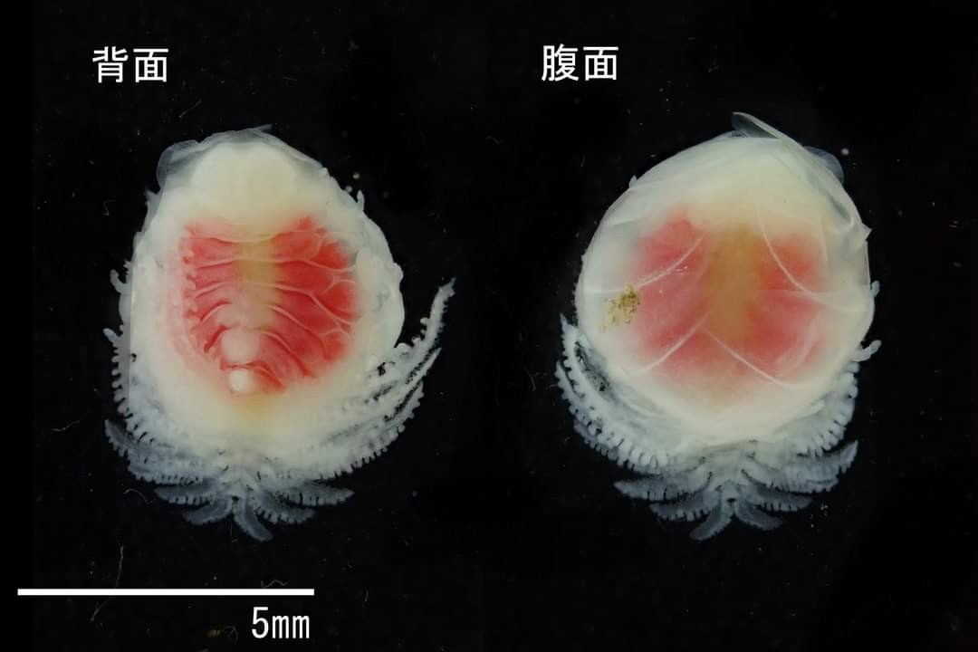 ヒラアシクモガニとビワガニのエビヤドリムシ（等脚類）