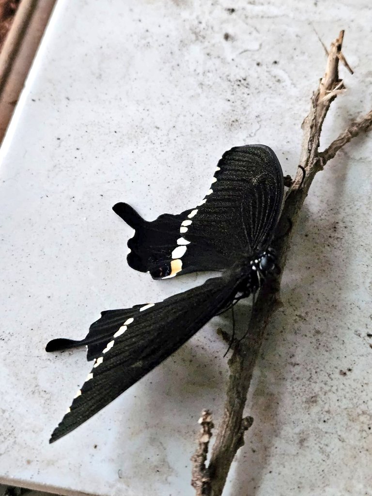 curious__coffee's tweet image. When your day starts with watching this newborn baby butterfly 🦋

#blessed #nature 
#FridayFly #Butterflies 
#IndiAves