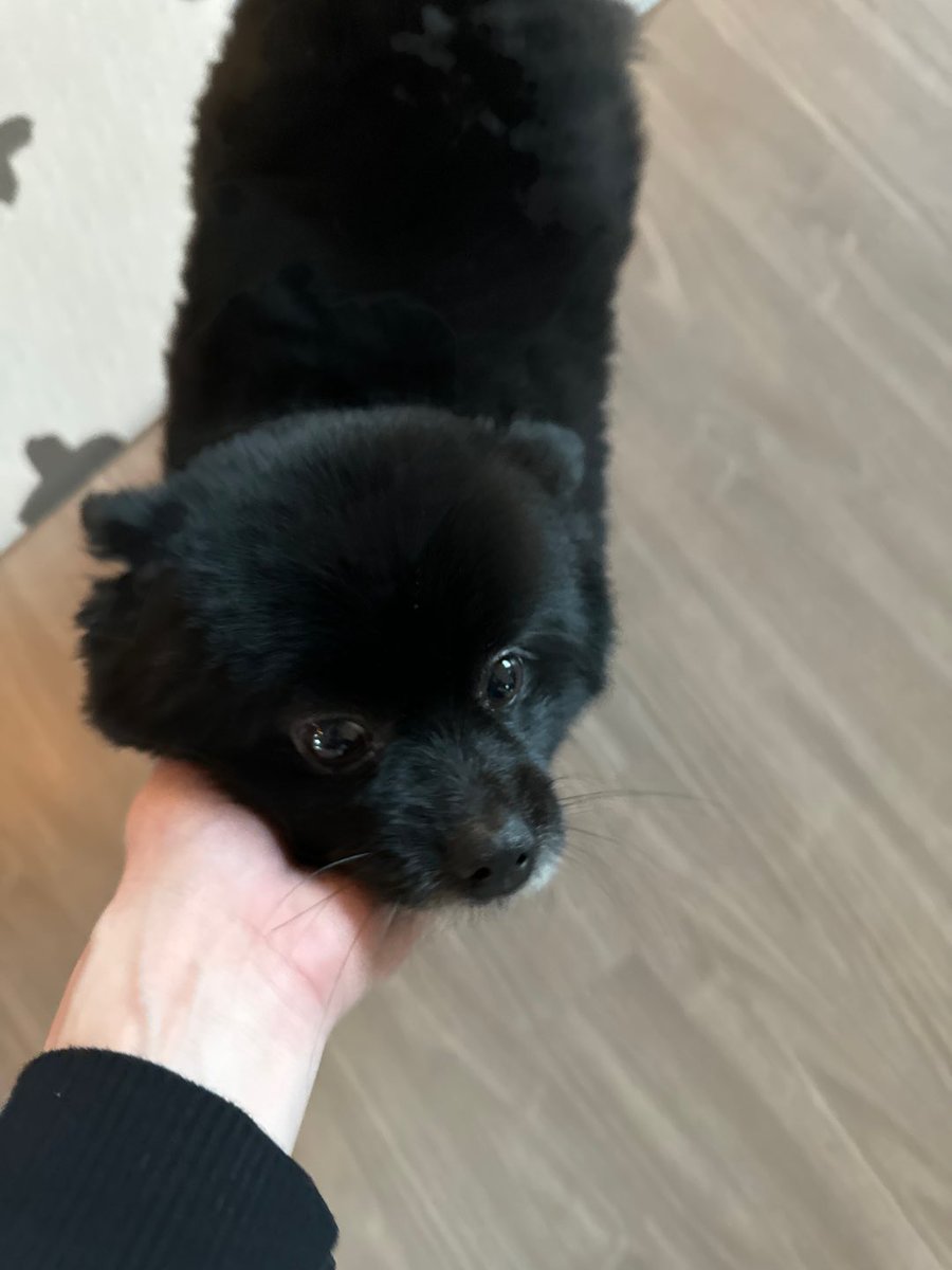 yugyeom's tweet photo. 🐥🫶🐾🐶 https://t.co/2RFE4lpHpp