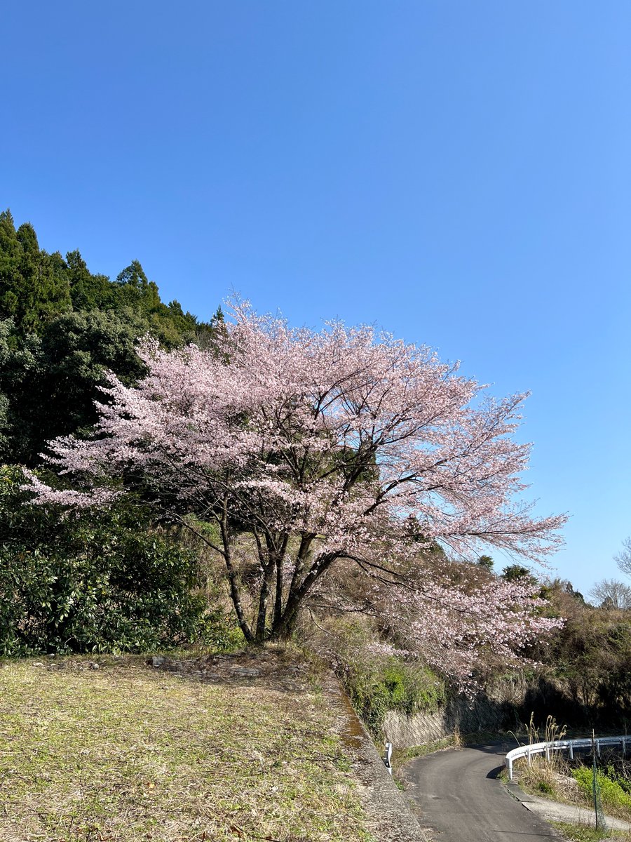 🌸🌸上野のクマノザクラ🌸🌸
🌸🌸満開を迎えました🌸🌸

昨日の写真をみんなにお届け🙌

今週末はあいにくの雨・風なので🥺もう見納め🥹もし近くまできてて雨でも見ておこう！という方は、ぜひ👍🏻

雨でも🚗で近くまで行けます。どこまで行くの？と途中不安になりますが、看板に沿っていけば着きます👍🏻