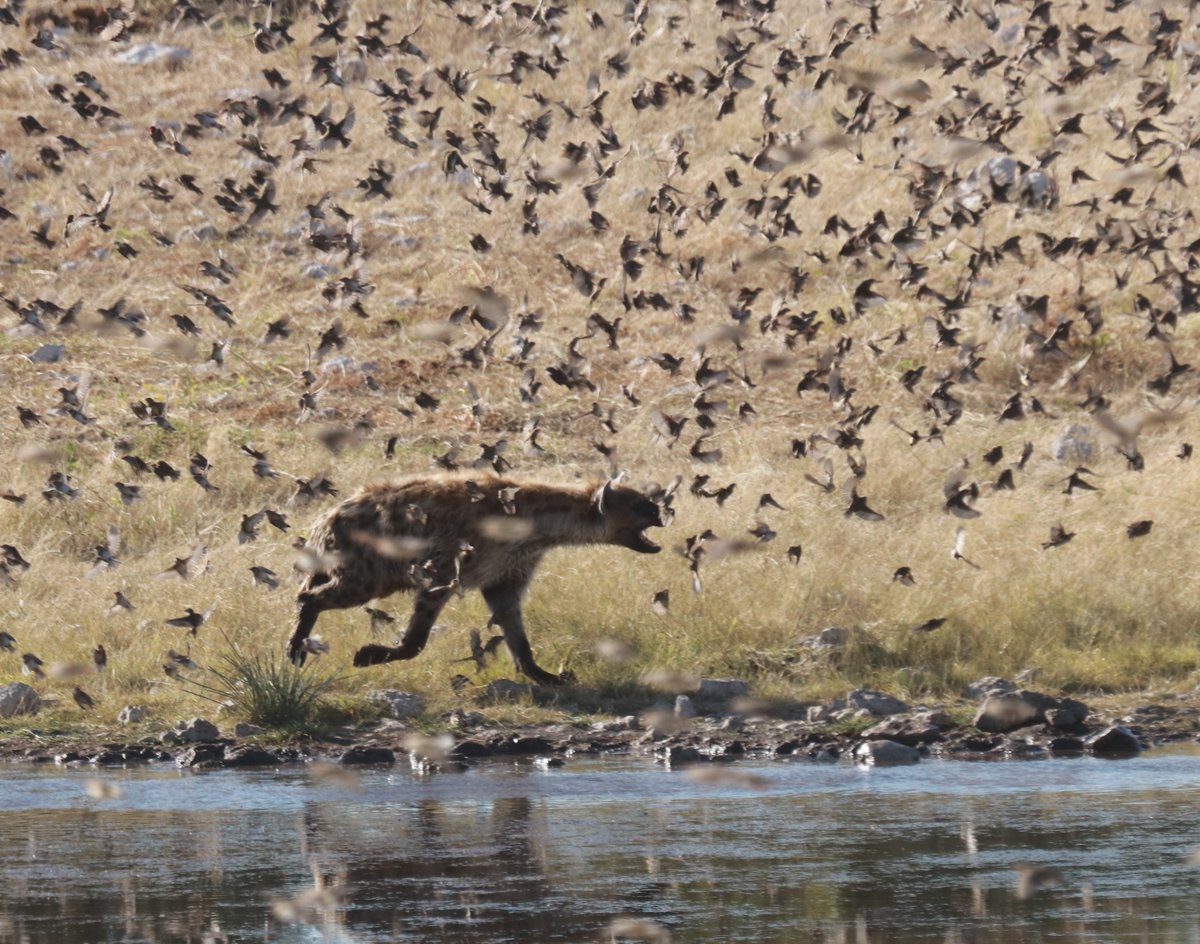 When hyenas develop a taste for songbirds sciencedirect.com/science/articl… @RubenPortasP