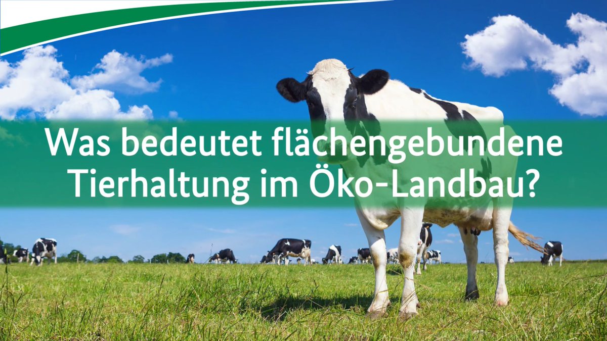Der #Ökolandbau trägt zum Schutz des Grundwassers bei, indem die Anzahl der Tiere an die landwirtschaftliche Nutzfläche eines Bio-Hofs gebunden ist. Im neuen #Bio-Wissenshäppchen erfahren Sie, wie das funktioniert. 

➡ fcld.ly/zf2hu32

#Wasserschutz #30bis2030