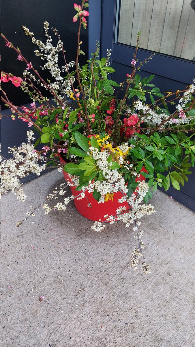 Jour 81😉Avec quelques branches et voilà un joli bouquet..les petits plaisirs qui font du bien .belle journée 
#Vendreditoutestpermis 
<a href="/Fragritwittos/">FranceAgritwittos♥️</a> <a href="/Agridemain/">#agridemain</a> 
#ComPositive <a href="/AudeVisine/">Marie-Aude VISINE</a> 
<a href="/agrimaman71/">Agrimaman71</a> <a href="/Arc_Atlantique/">Arc Atlantique Press</a> @bleubesancon <a href="/afpfr/">Agence France-Presse</a>