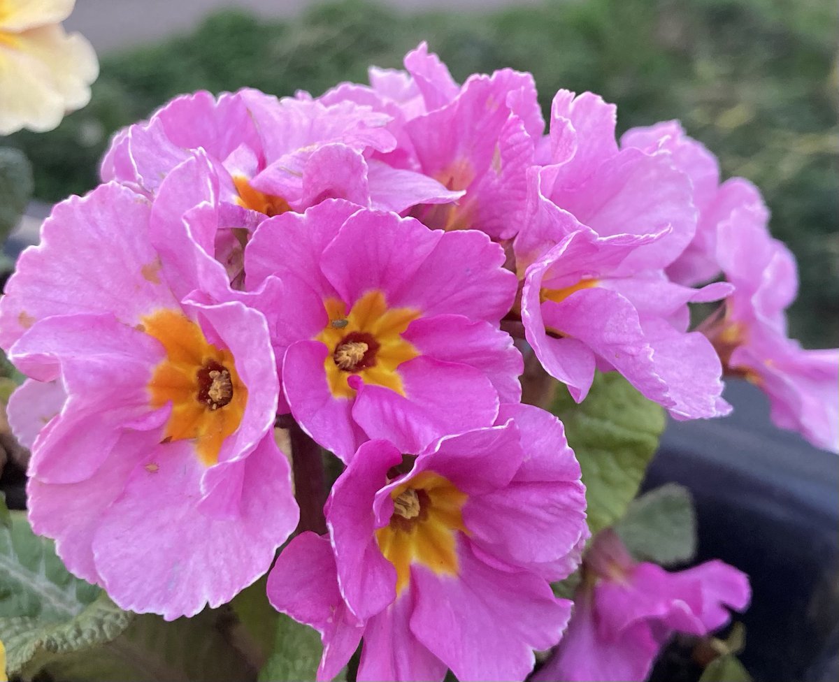 Good morning with pink primroses from the planters over the River Ouzel bridge for #FlowersOnFriday and #PinkFriday 
Have a fun Friday!
#flowers #primroses #primula #flowerphotography #FridayMotivation