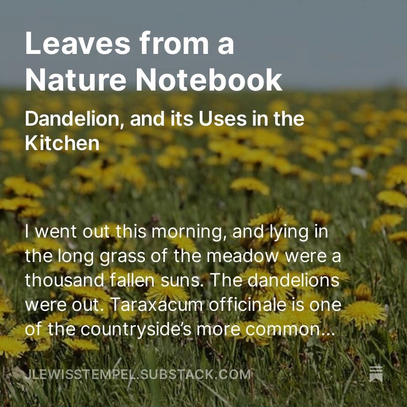 I've started a series about nature (with a sprinkling of wild food) on my substack open.substack.com/pub/jlewisstem…