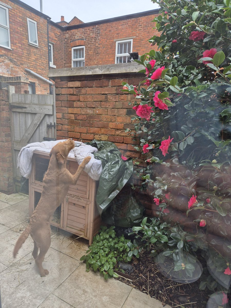 BLOCKCHAIN RECLAIM 🏆🏅 tweet media