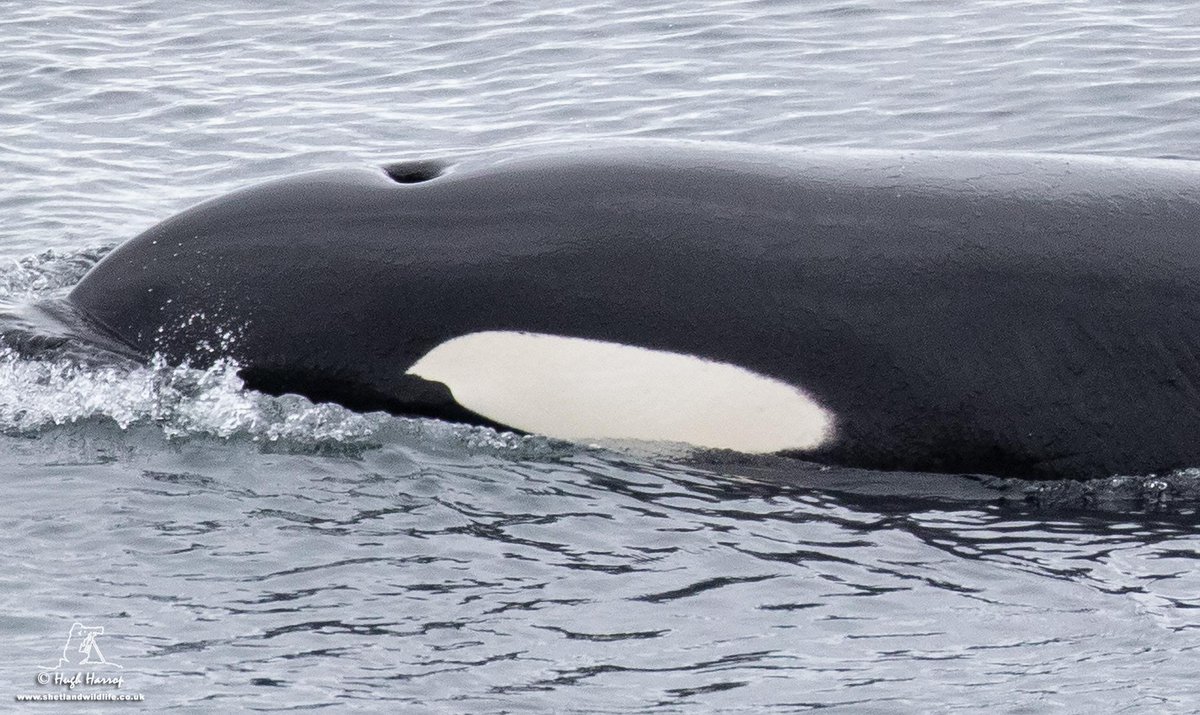 Orca eye patches are as unique as dorsal fins & saddle patterns & assist with Photo-ID of individual animals. Meet some of the 'faces' from the 27s Northern Isles pod photographed here in Shetland - clockwise from top left: matriarch #27, juvenile #150 & adult bulls #34 & #72.