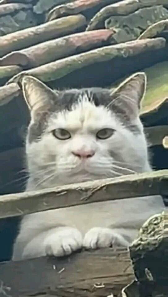He's mad MAD