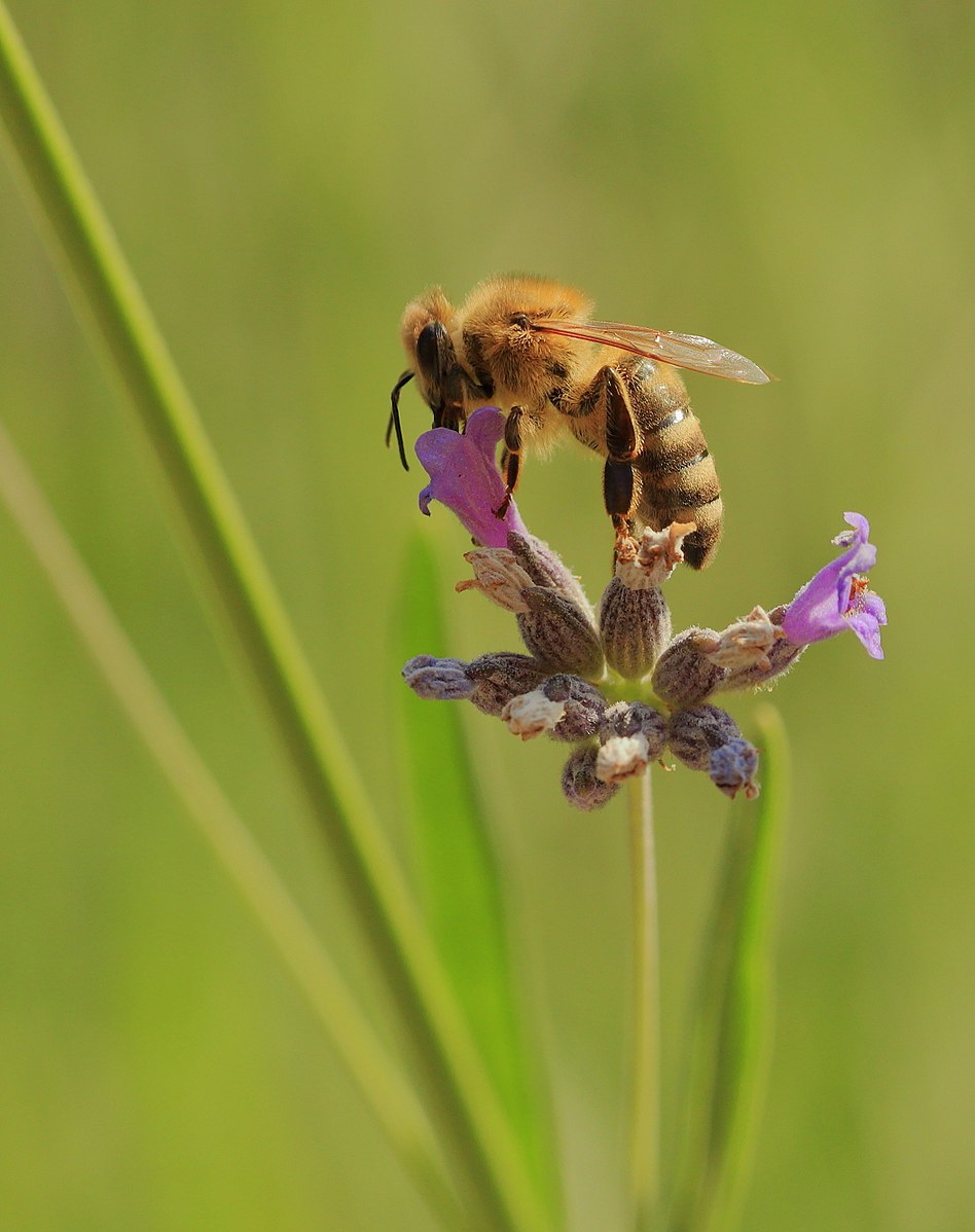 ❗New #virus allert! No, you're not in danger, the #honey #bees 🐝 are. A new study unveils previously unknown #DNA viruses of those essential pollinators by using viral #binning for their identification. Read more in @mSystemsJ ⬇️ 🔗journals.asm.org/doi/10.1128/ms… (MK)