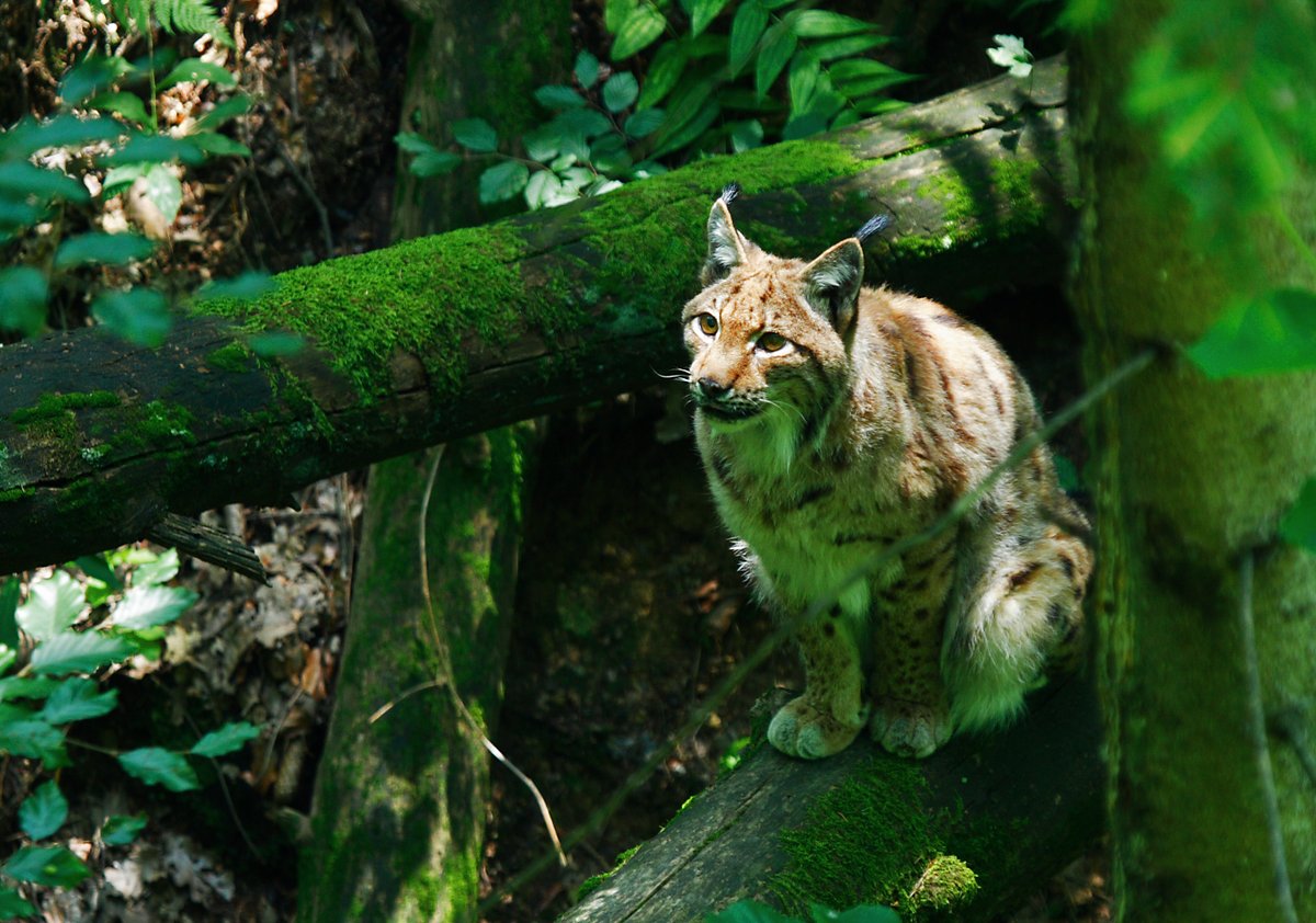Number of the critically endangered Eurasian lynx in Slovenia increased from 20 to 50 during the #LIFELynx project. Efforts to prevent extinction of our most endangered mammal are working! 💪 lifelynx.eu/the-life-lynx-…
