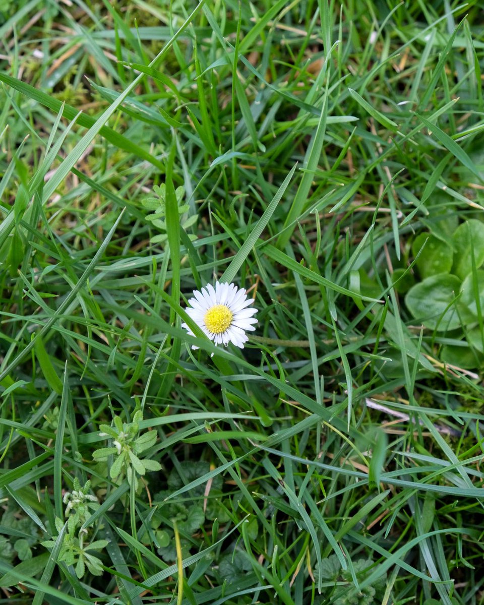 There’s hues of yellow at Wildcare HQ 🔎 We’ve been spotting little signs of spring and we’re starting to see the wildflowers bloom 🌼 #wildflowers #pollinators