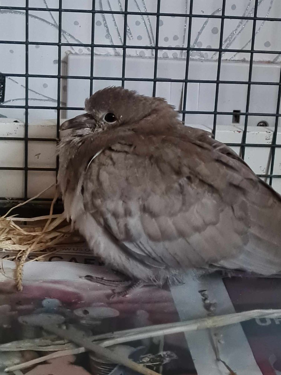 Our two little baby doves. 💕🐤🐤💕

Holly came in last night from #rhosonsea  brought in by the cat. 

Buddy came in on Tuesday

 They are both keeping each other company now 💕

#featheredfriends #babybird #Dove #wildlife #wildliferescue #wildliferehab #northwales #abergele