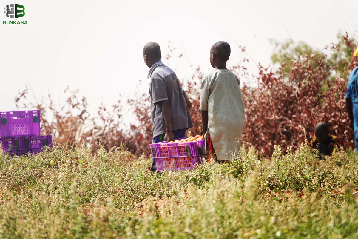 bunkasangr's tweet image. #ExcitingProgress: In Karaye, Kano State, the adoption of Returnable Plastic Crates (RPCs) by farmers for tomato harvesting, packaging, and transportation is currently underway.

#RethinkingFoodMarkets

@IITA_CGIAR
@IFPRI
@CGIAR
@HortInnovLab
@UKaid 
@refed
@MastercardFdn