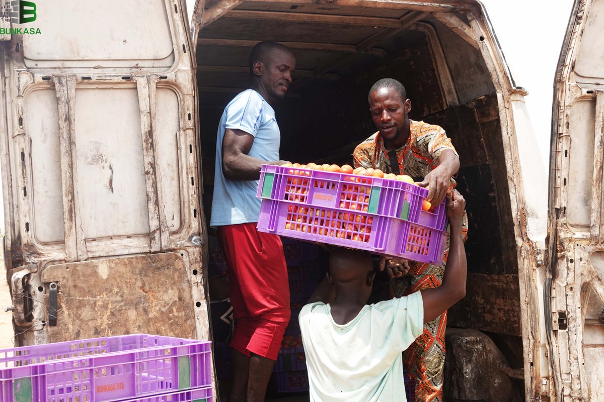 bunkasangr's tweet image. #ExcitingProgress: In Karaye, Kano State, the adoption of Returnable Plastic Crates (RPCs) by farmers for tomato harvesting, packaging, and transportation is currently underway.

#RethinkingFoodMarkets

@IITA_CGIAR
@IFPRI
@CGIAR
@HortInnovLab
@UKaid 
@refed
@MastercardFdn