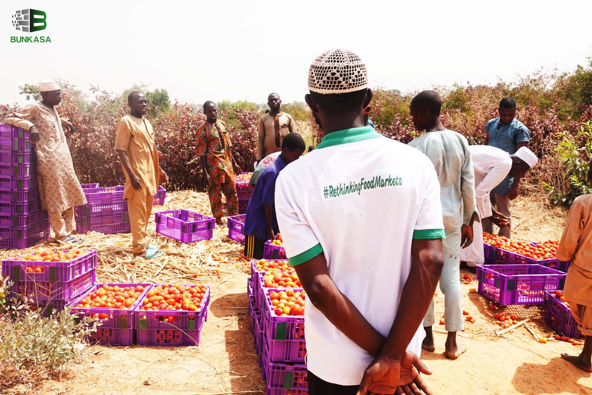 bunkasangr's tweet image. #ExcitingProgress: In Karaye, Kano State, the adoption of Returnable Plastic Crates (RPCs) by farmers for tomato harvesting, packaging, and transportation is currently underway.

#RethinkingFoodMarkets

@IITA_CGIAR
@IFPRI
@CGIAR
@HortInnovLab
@UKaid 
@refed
@MastercardFdn