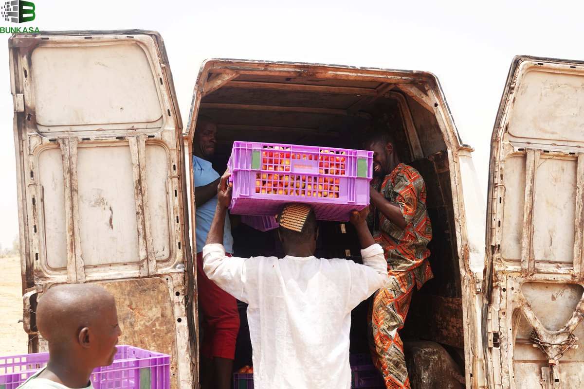 bunkasangr's tweet image. #ExcitingProgress: In Karaye, Kano State, the adoption of Returnable Plastic Crates (RPCs) by farmers for tomato harvesting, packaging, and transportation is currently underway.

#RethinkingFoodMarkets

@IITA_CGIAR
@IFPRI
@CGIAR
@HortInnovLab
@UKaid 
@refed
@MastercardFdn