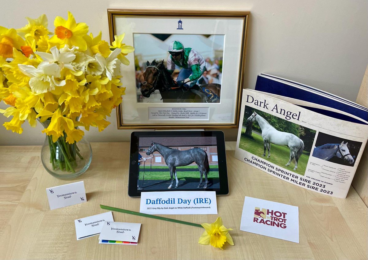 Pleased to support #DaffodilDay & @IrishCancerSoc alongside @HotToTrotRacing with 2YO 𝐃𝐚𝐟𝐟𝐨𝐝𝐢𝐥 𝐃𝐚𝐲 (Dark Angel X White Daffodil) in training with Clive Cox. She is a full-sister to G1 winner KHAADEM. Please support here cancer.ie/daffodilday 🌼