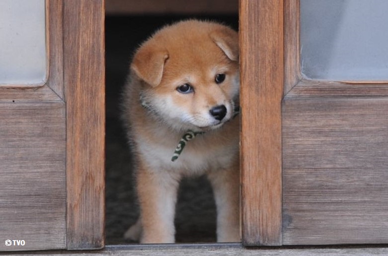 お出かけしたいけど天気が気になる豆助。☺️２２代目豆助。 🐶youtu.be/yZNlbQQyKmk #柴犬 #豆助 #puppy #犬のいる暮らし