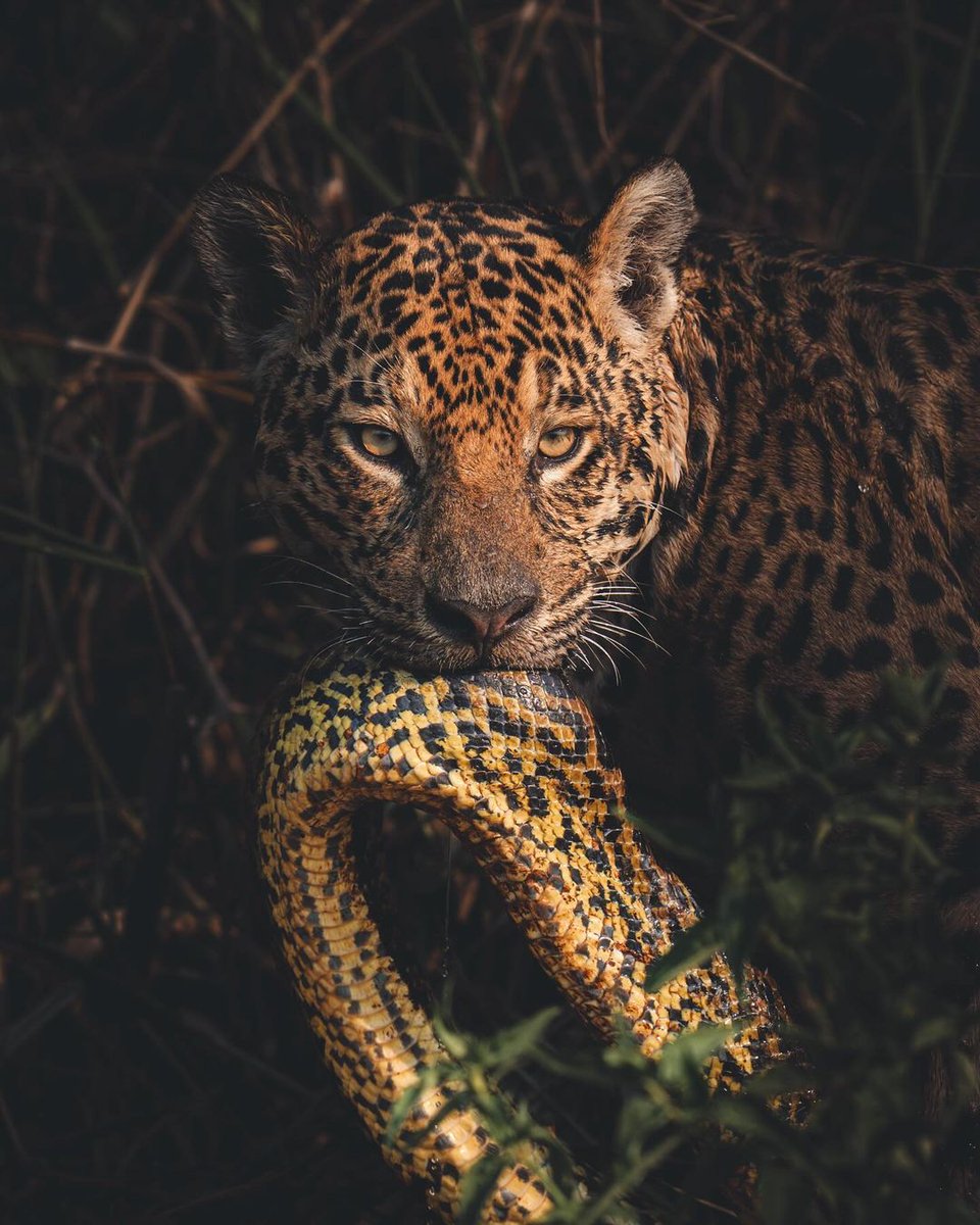 A Jaguar with it's kill, A Large Anaconda Snake!! Jaguars (Panthera onca) are apex predators with immense power, they can easily overpower large prey. They stalk prey through dense jungle, relying on stealth. Their bite force is the strongest of all big cats, allowing them to…