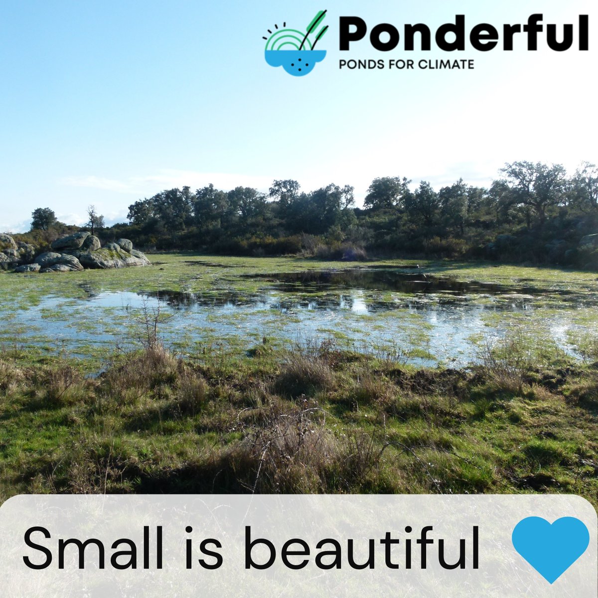 Today is #WorldWaterDay 💦 Ponds represent up to half of the world’s standing water and are vital for biodiversity and people. But these small waterbodies have been largely ignored in science and policy. Find out how #PONDERFUL is changing this: ponderful.eu