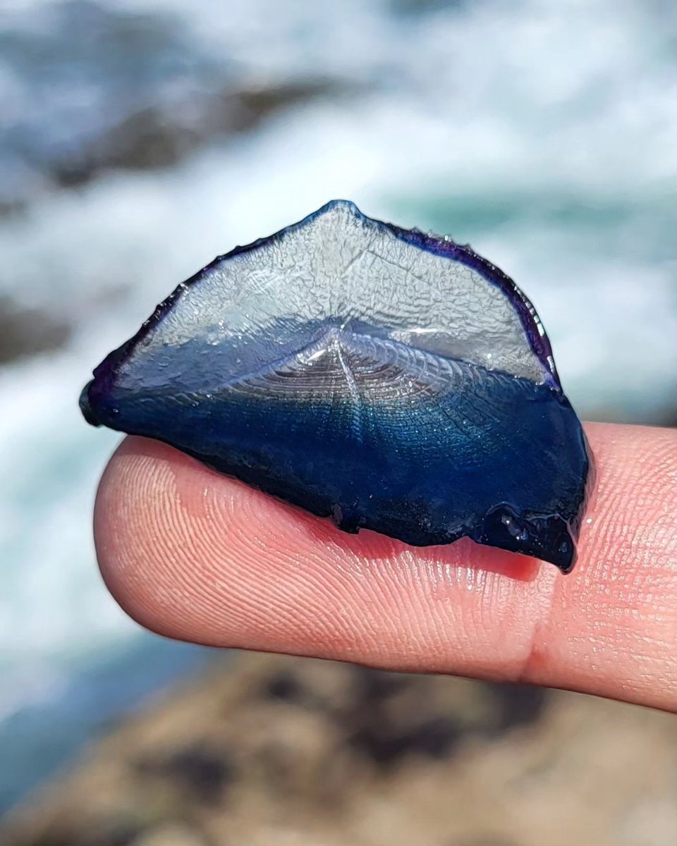 A By the Wind Sailor (Velella velella) that has reached its journeys end on the Ireland's Atlantic Coast. They spend their lives drifting on the sea surface using their transparent 'sails' and the ocean winds to propel them along. County Kerry, Ireland.