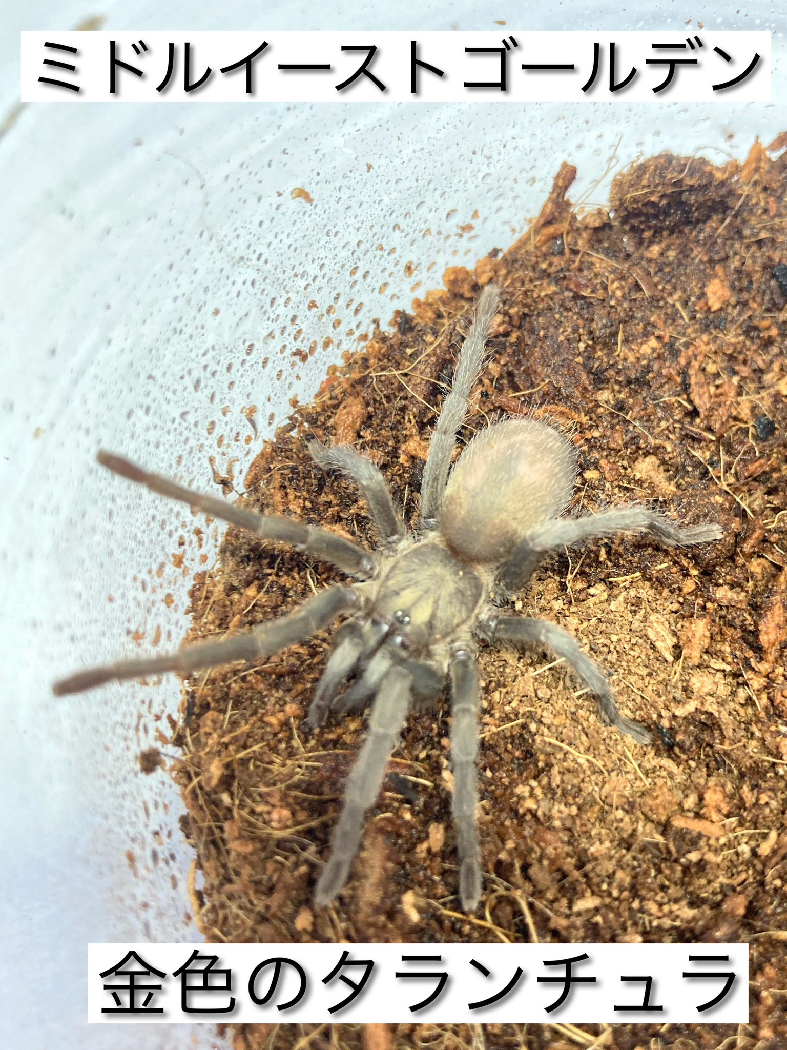 ミドルイーストゴールデンタランチュラ ♀