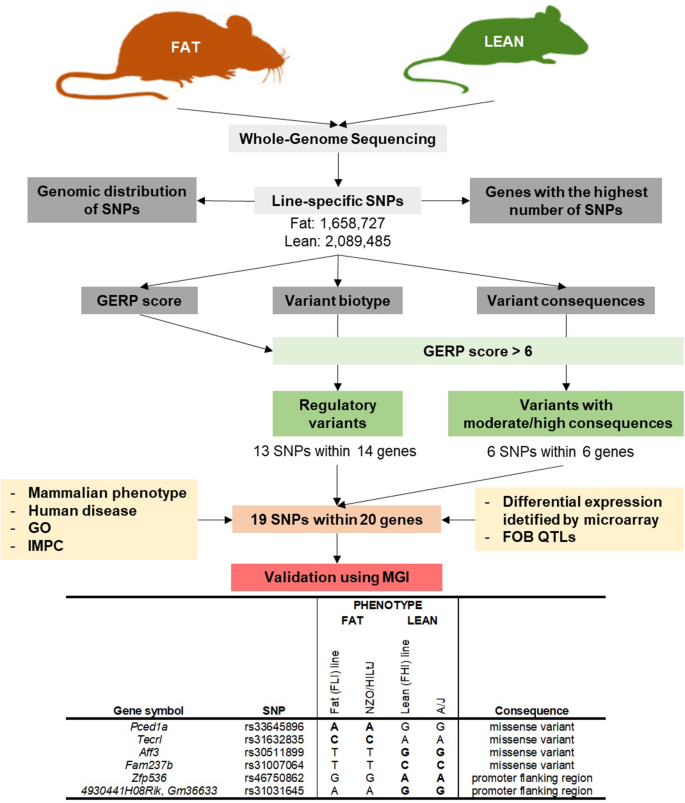 Dive into the genetic diversity uncovered by whole #genome #sequencing in this Slovene-British study! 🐭Discover variants that could impact #gene function and delve into valuable insights for #obesity research.

link.springer.com/article/10.100…

#EARA #InMice #animalresearch