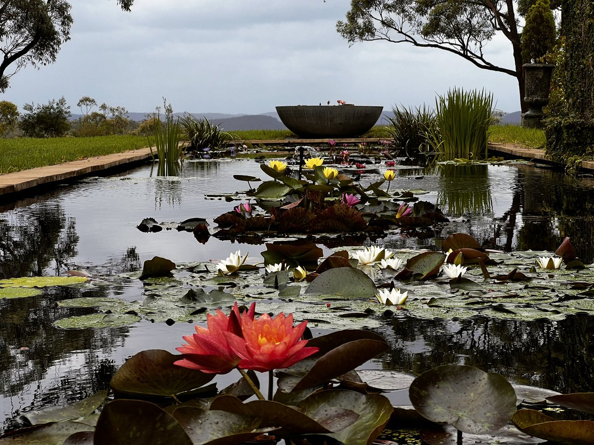 There’s something captivating about the water Lily. It certainly captured the heart of Monet and has captured four generations of a Sydney family who have been growing them and other water plants with much love meet them this week #gardeningaustralia @ABCTV #australwatergardens