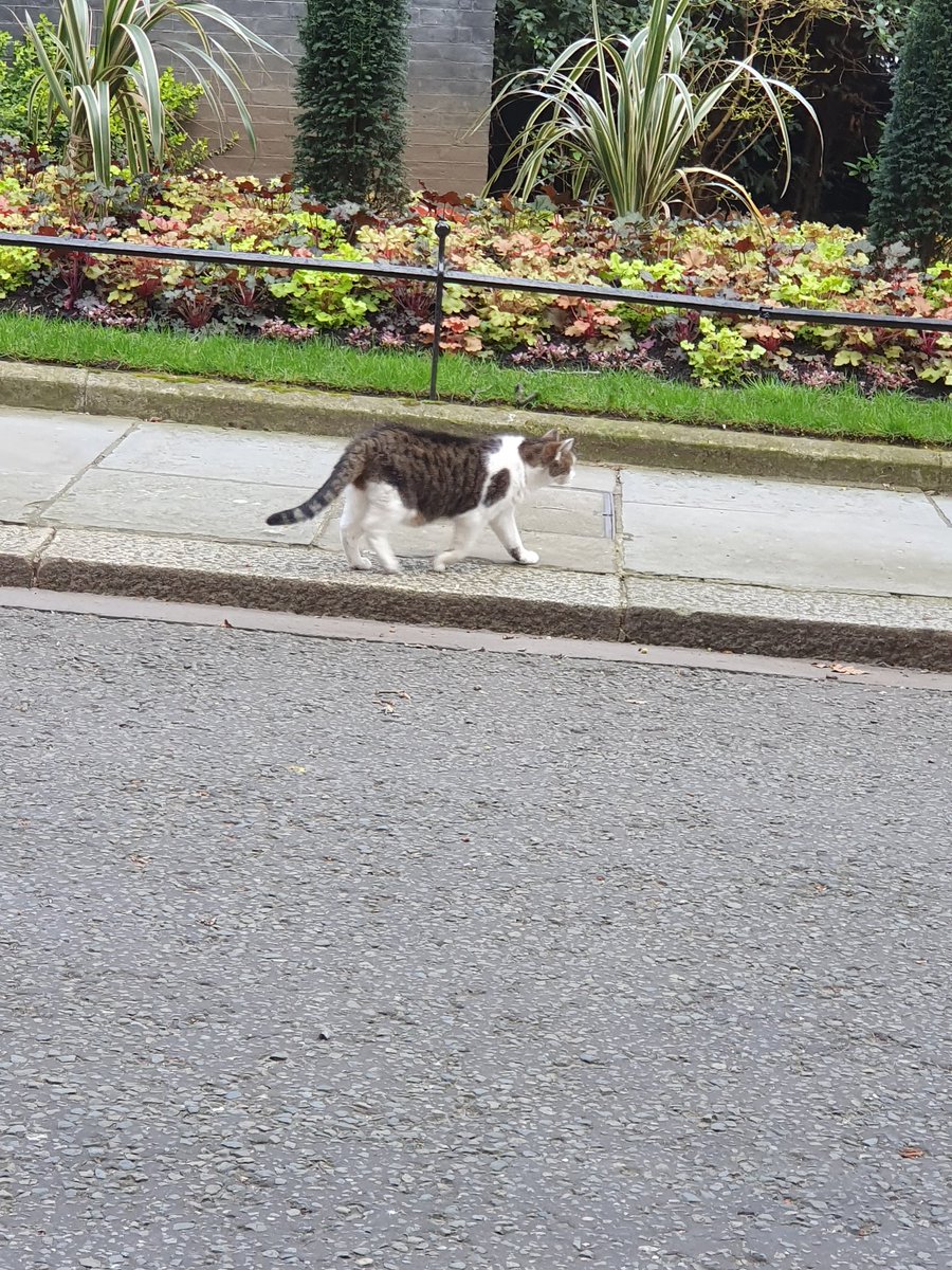 Heya Larry! @Number10cat Fab to see you in Downing Street yesterday. You came out for a stroll when i was there.