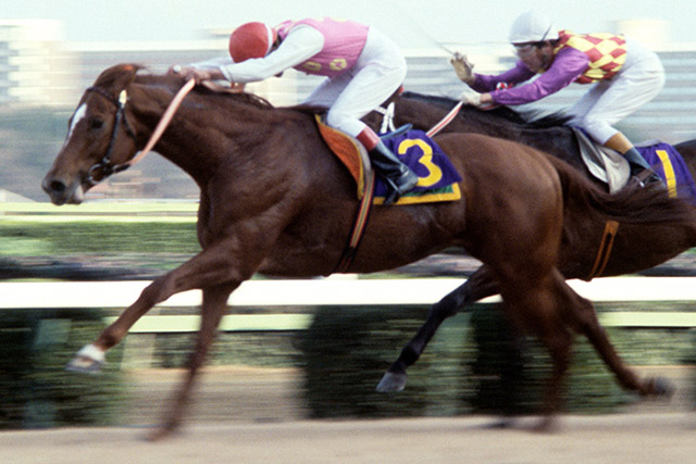 今日は、流星の貴公子 #テンポイント の誕生日です。クラシックは無冠