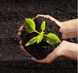 Looks okay until one spots the fake waterdrops.