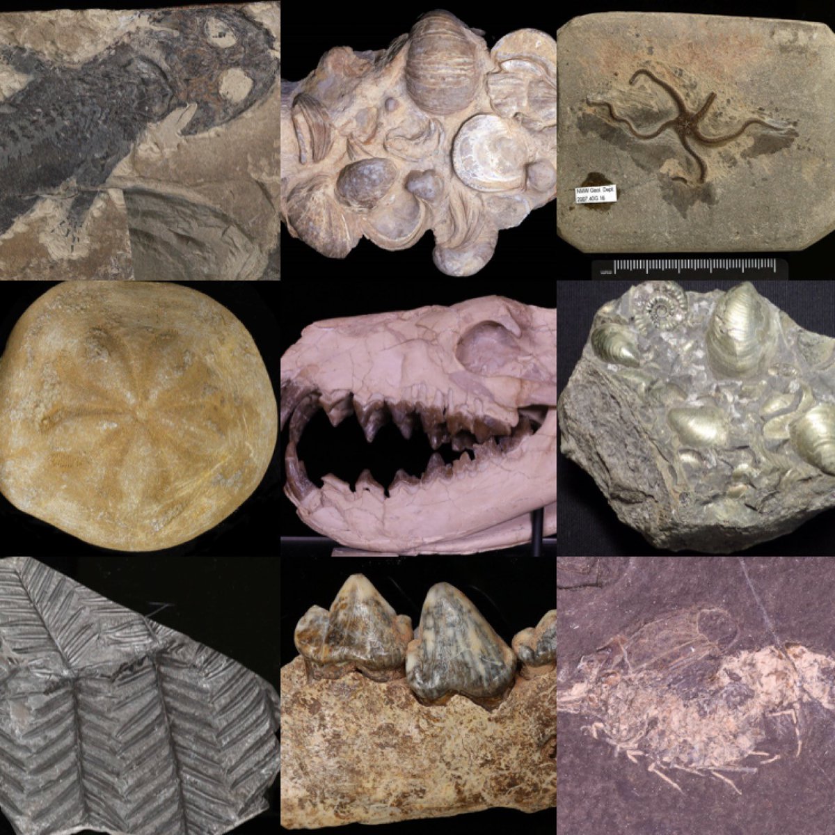 This #FossilFriday a montage of some of the amazing geology collections @Museum_Cardiff/ @AmgueddfaCymru. If you want to see more then why not follow us, or follow the #FossilFriday hashtag