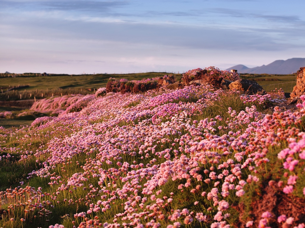 アイルランドの春の訪れは、「色」が告げると言っても過言ではありません。色鮮やかな花が咲き誇るその様子はまさに眼福💚

#アイルランドへ行こう