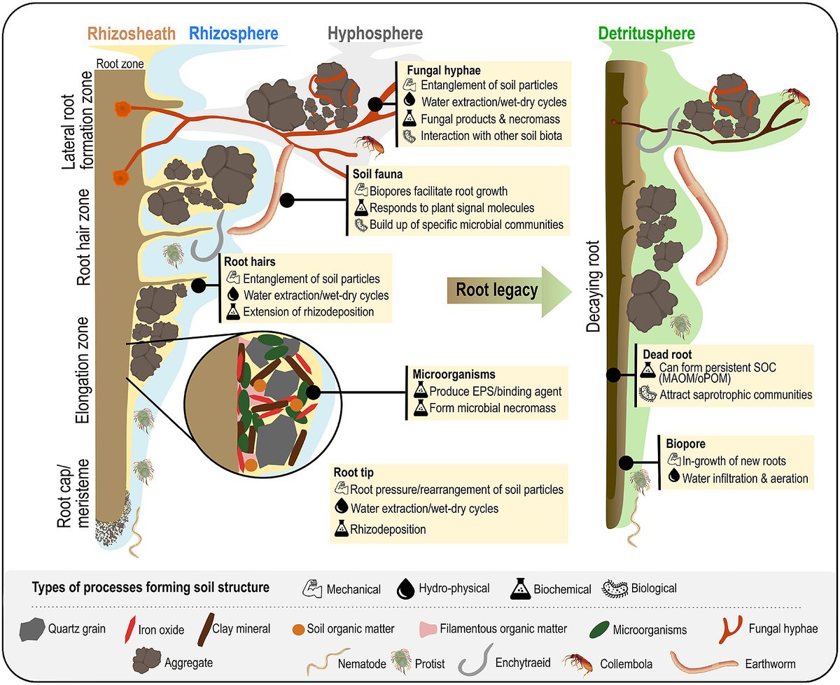 📣Happy that our review on #soil structure formation in the #rhizosphere, led by @CarstenWMueller, is out @SoilBiolBiochem ! This has been a long journey, but we made it 😁!➡️sciencedirect.com/science/articl…