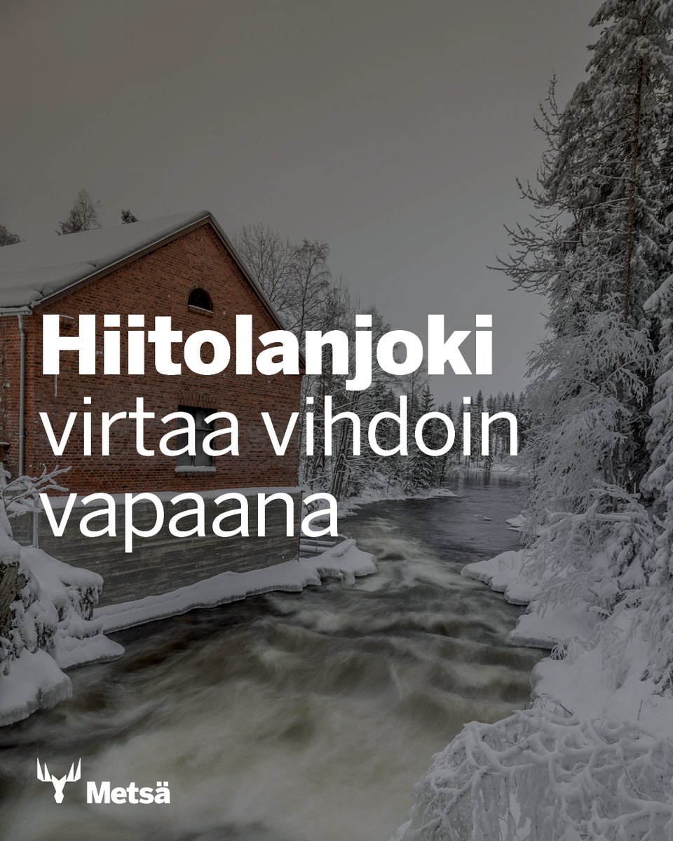 Padot on purettu ja kosket ennallistettu! Tämä on upea uutinen uhanalaiselle Laatokan lohelle. Lohen lisääntymispotentiaali kasvaa, ekosysteemit elpyvät ja retkeilymahdollisuudet paranevat. #Hiitolanjoki #luontohankkeidenrahoitusohjelma #maailmanvesipäivä metsagroup.com/fi/uutiset-ja-…