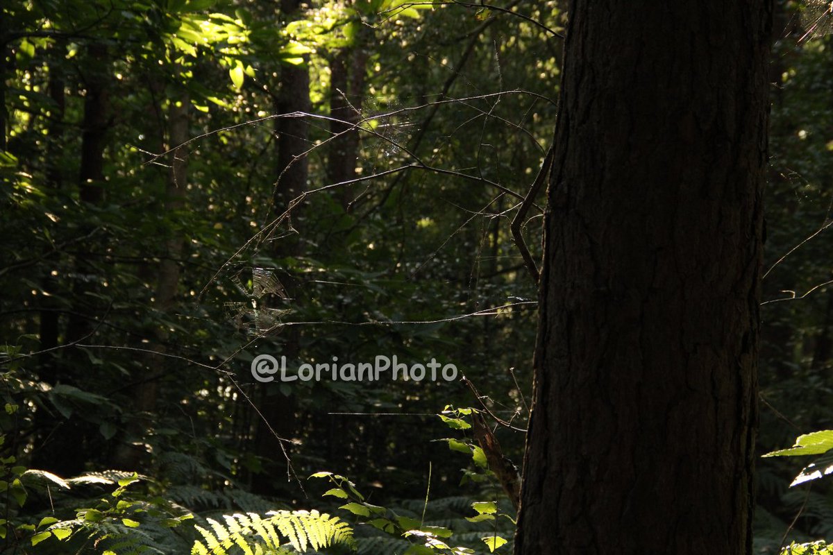 #foret #forest #araigné #toilearaigné #spider #spiderweb #photo #appareiphoto #camera #reflex #dslr #sansretouche #pasderetouche #noretouching #nopostproduction