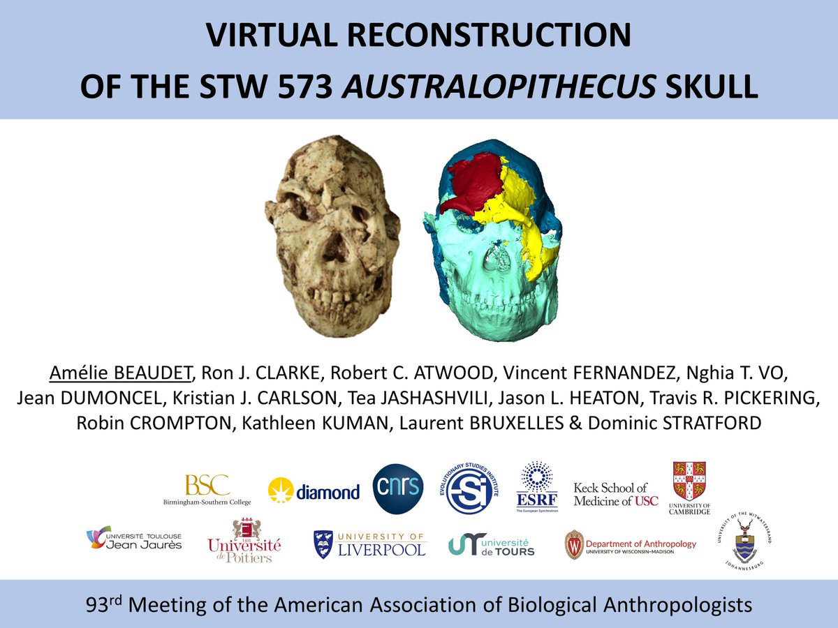 Unfortunately I am not able to join the #AABA2024 meeting in LA but you can watch our presentation on the virtual reconstruction of the skull of 'Little Foot' online! A big thank you to the organisers for making it possible😊 @palevoprim @DR08_CNRS @UnivPoitiers @WitsUniversity