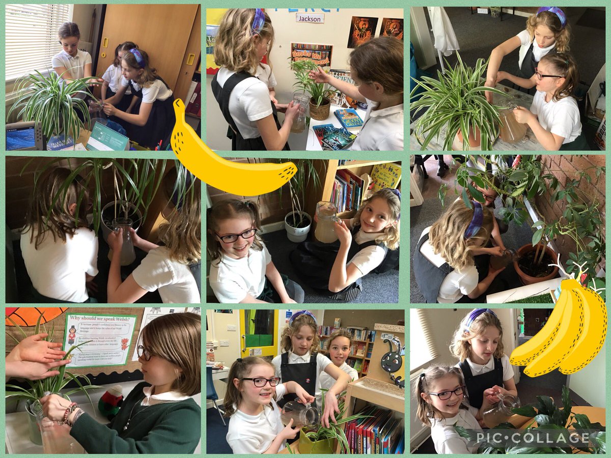 The Eco warriors enjoyed their Friday lunchtime responsibility of feeding our plants with the fertiliser made from this week's banana skins. 🪴🍌#EcoTipofTheMonth @EcoSchoolsWales @EAS_Equity 🍌🌿