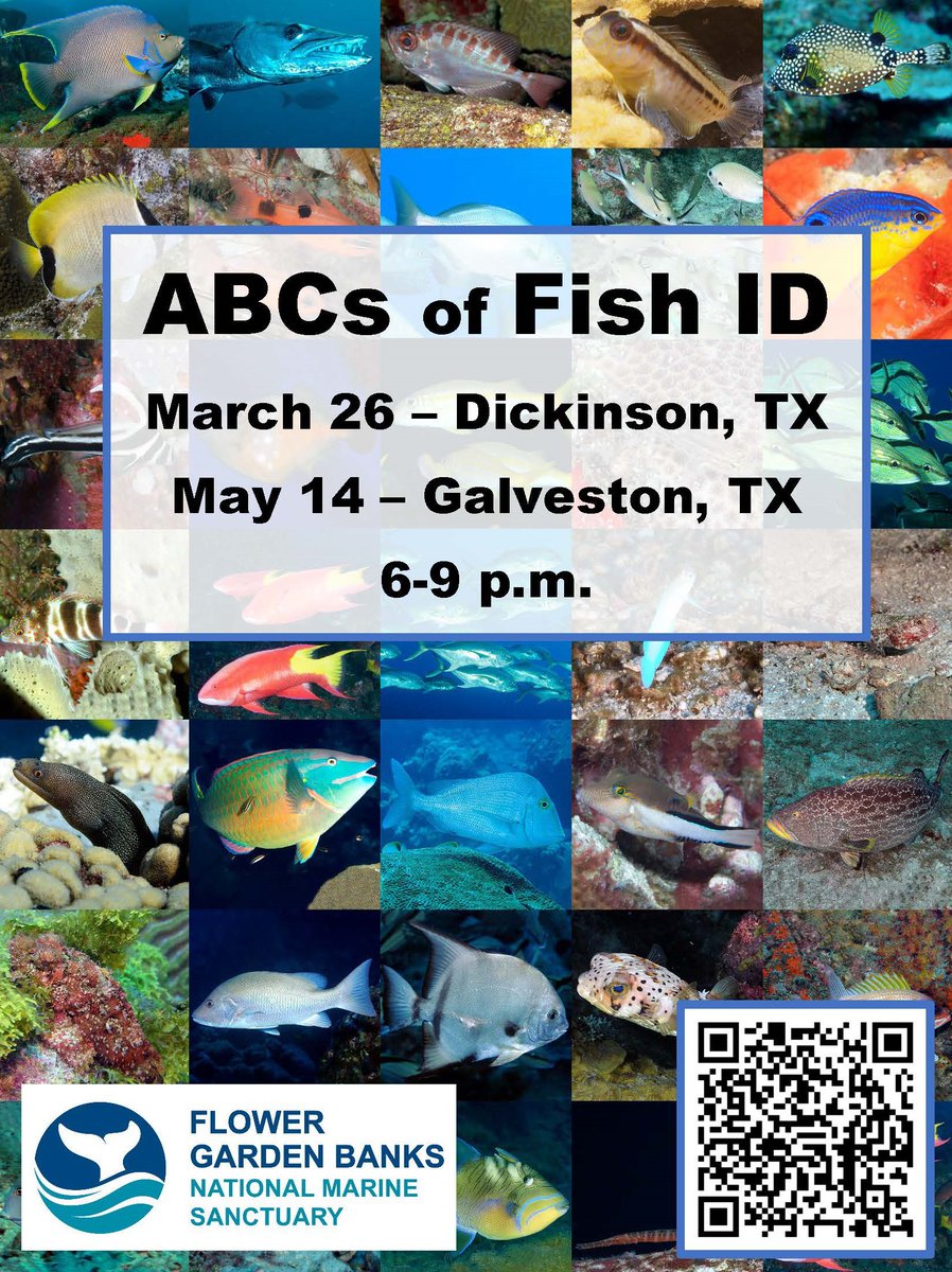 #FishIDFriday What's the difference between a #Balloonfish & a #Porcupinefish? Between a Yellowtail #Snapper & a Yellow #Goatfish? What is a goatfish, anyway? Find out at our ABCs of Fish ID class in Dickinson, TX. Tues, Mar 26, 6-9 p.m. Email flowergarden@noaa.gov to register.