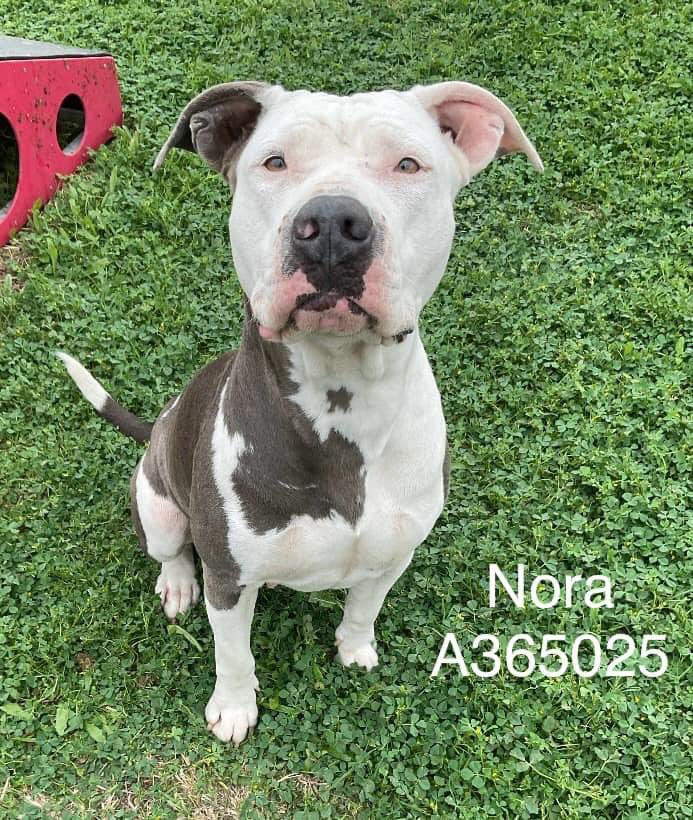 Regal beauty NORA #A365025 will absolutely steal your heart if u save her precious life! Look into those pleading, intelligent eyes & see how much she wants to live & b loved! Smart,laid back, extremely loving.PLZ #ADOPT #FOSTER OR #PLEDGE TO ATTRACT A RESCUE 🛟 #CorpusChristi